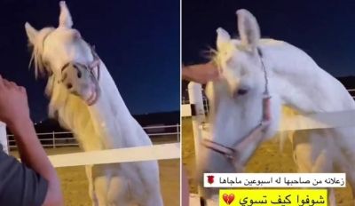 تراند اليوم : شاهد.. خيل تعاتب صاحبها بعد غيابه عنها لمدة أسبوعين والأخير يعتذر لها ويطلب مسامحته