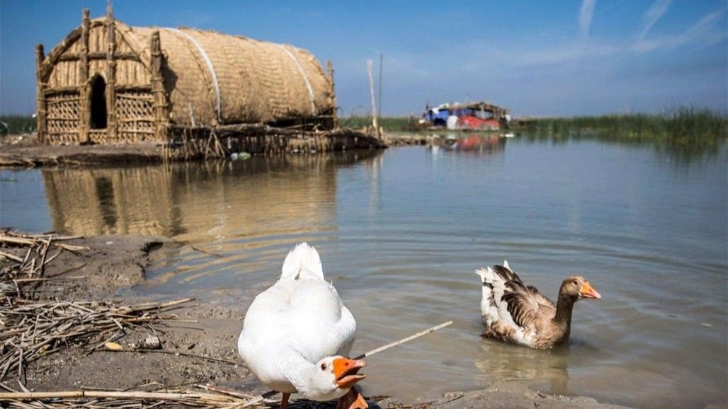 موجة الأمطار "الغزيرة" تروي عطش الاهوار.. هل تحتاج المزيد من المياه؟