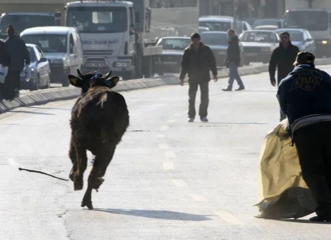 الامارات | هربا من الذبح على العيد: ثور يهرب ويقع في "الترعة" .. وآخر يُعطّل المرور ويُحطّم عدة سيارات