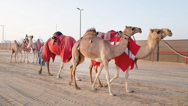 انطلاق مسابقات وفعاليات المحطة الختامية لـ "مهرجان الظفرة"