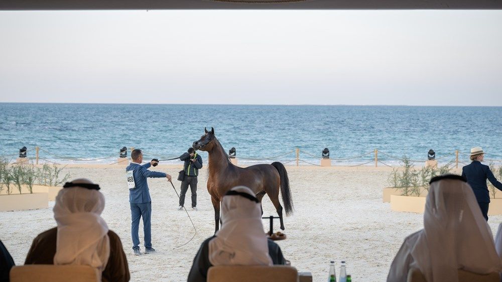 راشد بن حمدان بن زايد يتوج الفائزين في بطولة الظفرة لجمال الخيل العربية