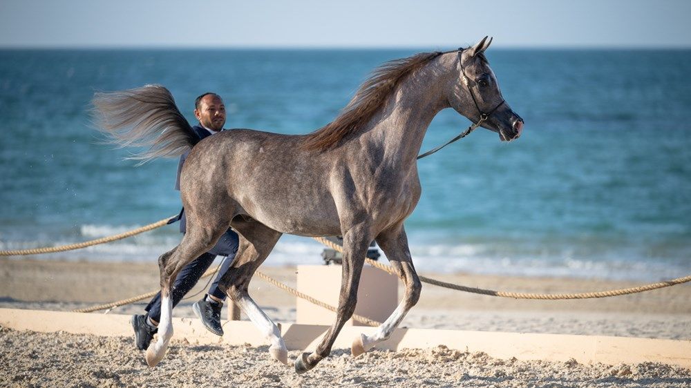 راشد بن حمدان بن زايد يتوج الفائزين في بطولة الظفرة لجمال الخيل العربية