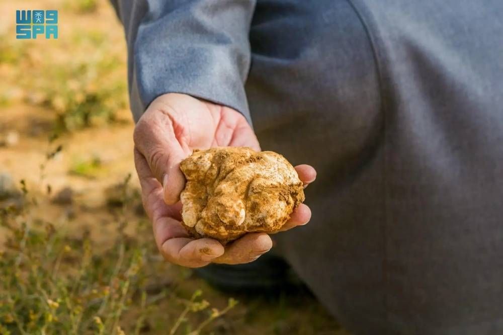 الباحثون عن الكمأ.. السجن والغرامة لمخترقي الحدود البرية