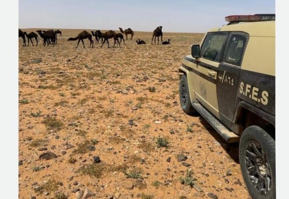 ضبط مواطن لارتكابه مخالفة رعي في محمية الملك عبدالعزيز الملكية