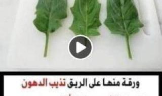 مهما كانت كرشتك كبيرة .. ورقة منها على الريق تذيب الدهون وتحرق الشحوم في 3 أيام