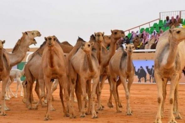 بالأسماء: نتائج مهرجان الملك عبدالعزيز لمزاين الابل 1440