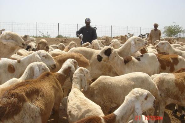 بالفيديو : سوداني بالسعودية يوثق لجريمة (كيزانية) ببيع اناث الضأن قبل شهرين ويصرخ متحسرا (يا دنيا لك السلام)