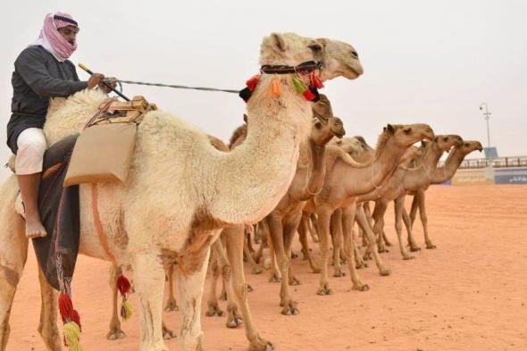 ألحان البادية جذبتهم.. زوّار القرية التراثية بمهرجان الإبل يستمتعون بعروض الهجانة والخيالة