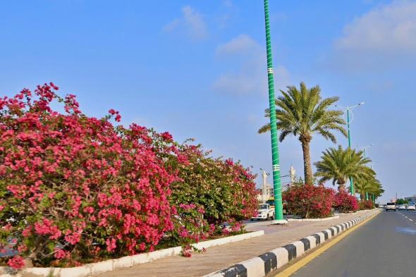 استعدادًا لمهرجان الشتاء.. "أمانة جازان" تُجمّل الطرق والميادين والشوارع بـ130 ألف زهرة