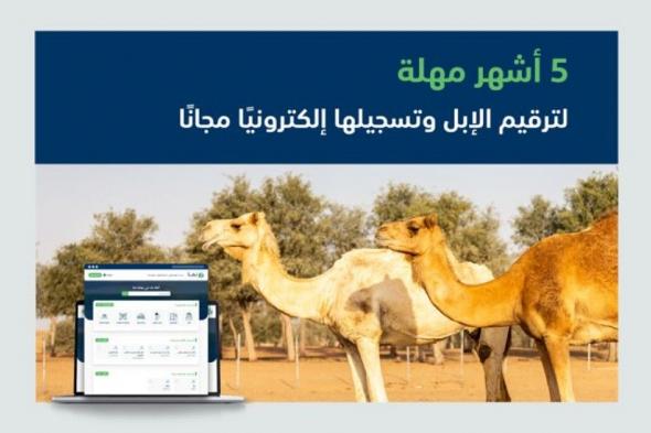 "البيئة": انتهاء مهلة تسجيل الإبل إلكترونيًا مجانًا خلال 5 أشهر