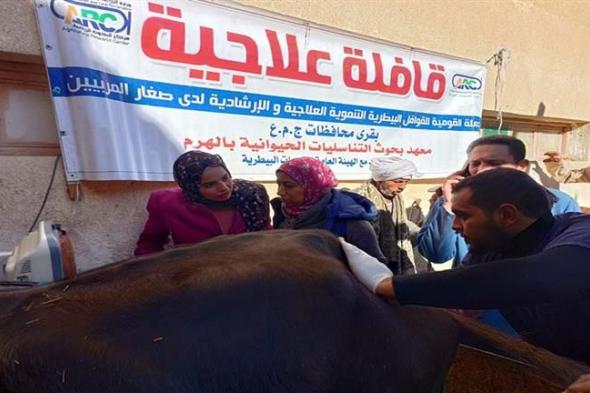 الزراعة: معهد التناسليات الحيوانية ينظم قافلة بيطرية مجانية بالفيوم