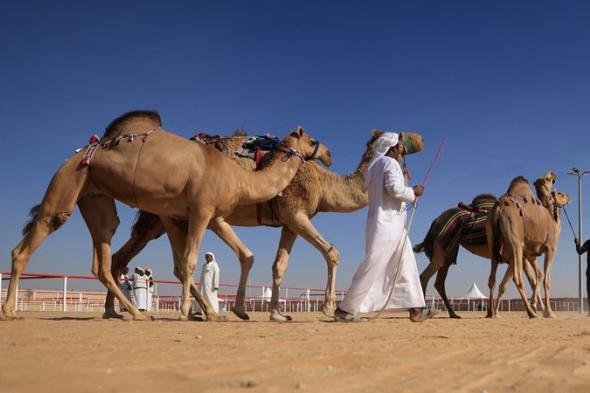 الامارات | «الظفرة».. وجهة أولى لمزاينات الإبل ومنصة عالمية للتراث