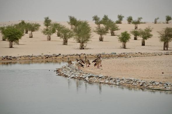 الامارات | بحيرات القدرة في دبي.. وجهة سياحية فريدة للاستمتاع بأجمل شتاء في العالم