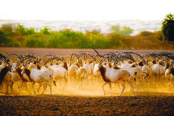 الامارات | السياحة البيئية في الإمارات.. «قصص لا تُنسى» بين الجبال والشواطئ وملايين أشجار القرم