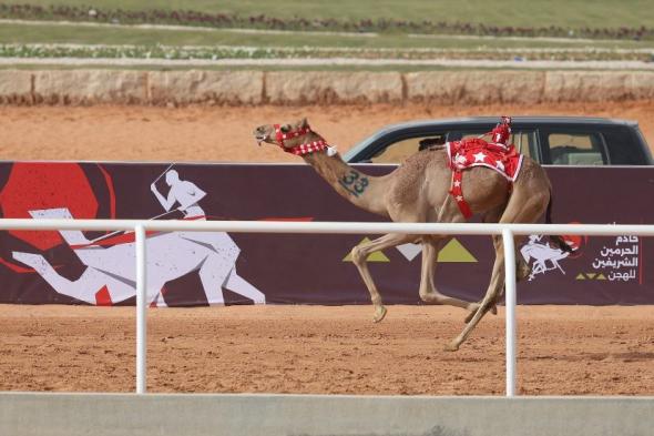 السعودية | في ثالث أيام مهرجان خادم الحرمين الشريفين للهجن.. “بحر” التوقيت الأفضل في أشواط الـ “لقايا”