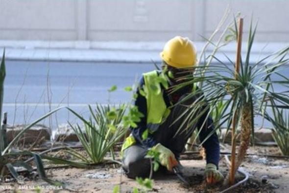 المدينة المنورة.. صيانة 258,500 متر طولي من الطرق المحورية والداخلية