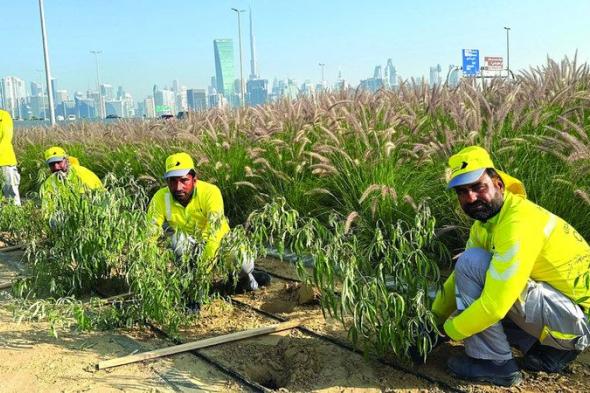 الامارات | مشروع زراعي تجميلي عند تقاطع شارعي الميدان مع الخيل بدبي