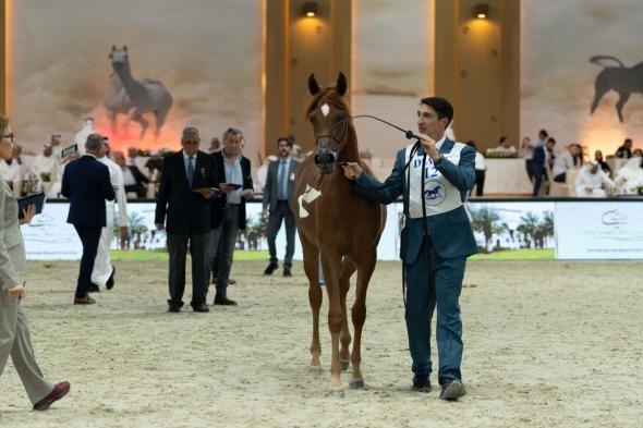 الامارات | تأهل 21 جوادا للأشواط الرئيسية في بطولة دبي الدولية للجواد العربي