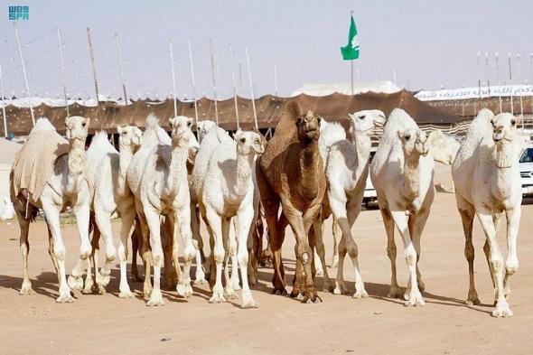 الأمين العام للمنظمة الدولية للإبل: التكاتف يضمن بقاء الإبل على قيد الحياة