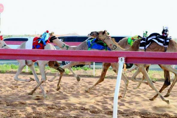 الامارات | 22 شوطاً لسن الفطامين في ميدان الذيد لسباقات الهجن