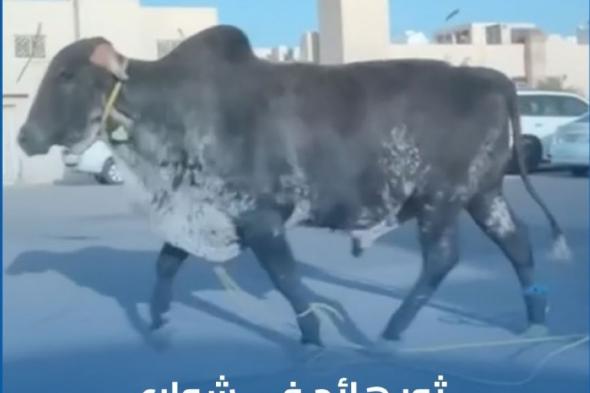 فيديو.. ثور هائج يعيث فسادًا في حي المنصورة بالرياض