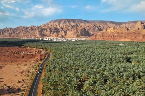 العلا.. ارتفاع أعداد النخيل لأكثر من 3 ملايين