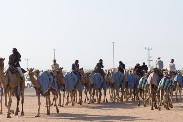 بجوائز 56 مليون ريال.. انطلاق مهرجان ولي العهد للهجن في الطائف غدًا