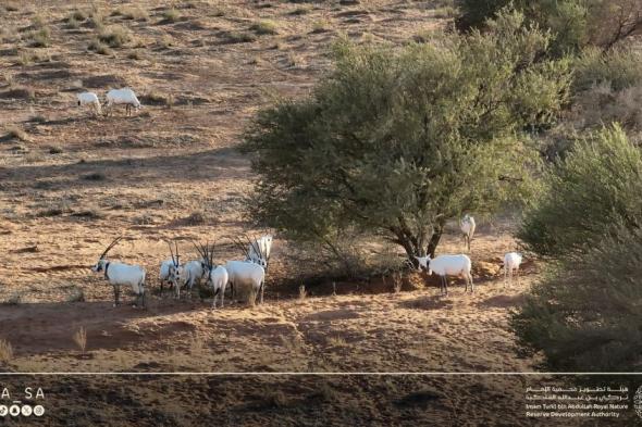 في عالمي التصوير.. محمية الإمام تركي تنشر لقطات توثق جمال طبيعتها