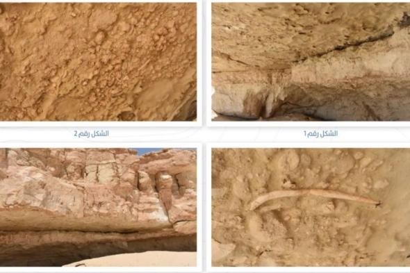 المساحة الجيولوجية لـ"اليوم": دومة العود موطن لأقدم المخلوقات منذ 14 مليون سنة