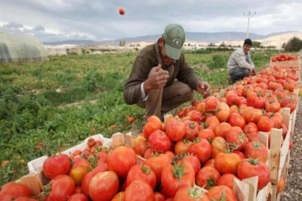 صناعة الشيوخ تثمن خطة الحكومة لرفع الصادرات الزراعية الطازجة لـ10 مليارات جنيه