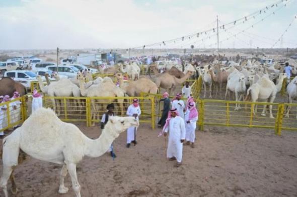 مهرجان جادة الإبل يحقق مبيعات بأكثر من 30 مليون ريال