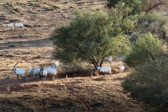 محمية الإمام تركي بن عبدالله الملكية تحظر أنشطة الصيد الجائر ضمن نطاقها