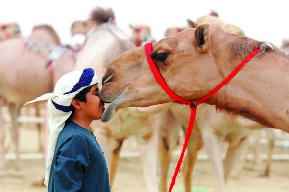 الامارات | مهرجان الظفرة..  موسم «مزاينات الإبل» يقترب