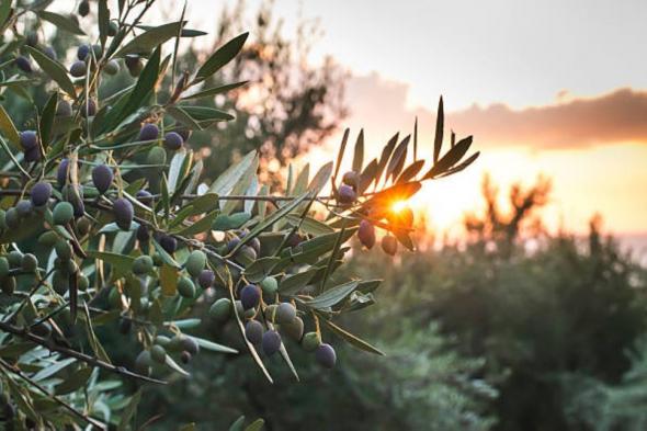 تصنع من أشجاره تحف ومجسمات وأثاث.. الزيتون ماركة مسجلة في بيوت الفلسطينيين