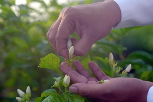 منتج عطري فريد.. نجاح سعودي في استخلاص زيت زهرة الفل الجيزاني