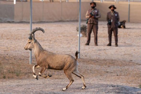 إطلاق 80 كائنًا فطريًا مهددًا بالانقراض في محمية الأمير محمد بن سلمان الملكية