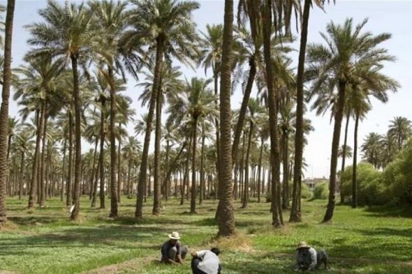 مئات الفلاحين المغاربة ينتظرون "تعويضات وشيكة" من العراق.. ما القصة؟