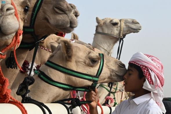 بنسبة تجاوزت 50%.. مهرجان الإبل يعزز عجلة الاقتصاد في الصياهد